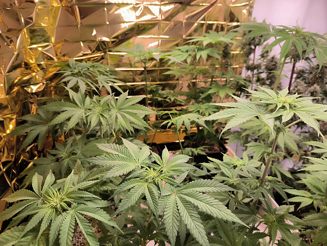 Mehrere junge Cannabispflanzen in verschiedenen Wachstumsstadien, einige zeigen bereits erste Anzeichen von Blütenbildung, in einem Growraum mit reflektierender Folie an der Wand.