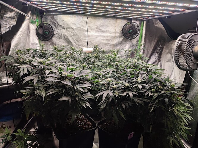 Growreport Bild 33