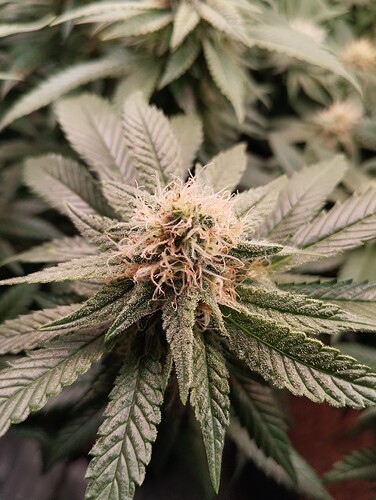 IMG_20250214_204642 - Kopie