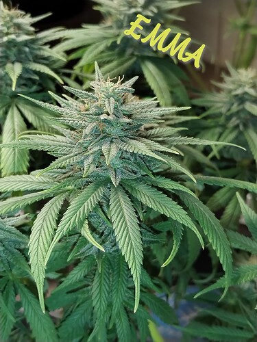 Growreport Bild 4