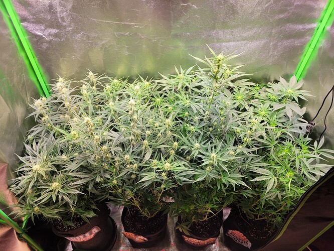 Growreport Bild 2