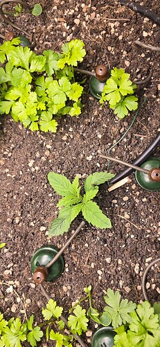 Growreport Bild 8