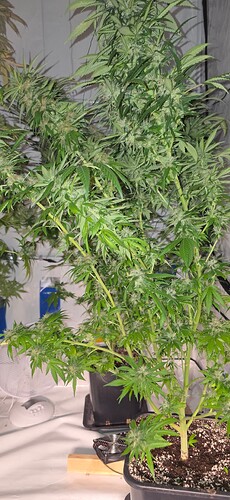 Growreport Bild 86