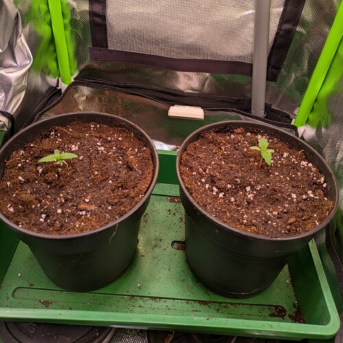Growreport Bild 8