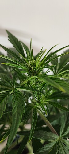 Growreport Bild 13