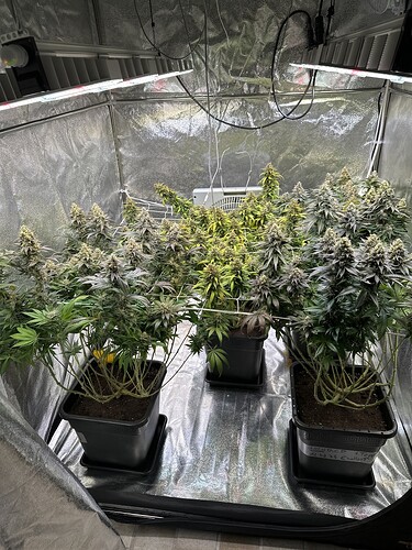 Growreport Bild 42