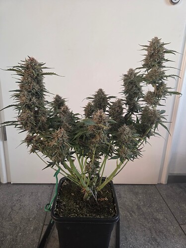 Growreport Bild 9