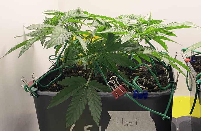 Growreport Bild 40