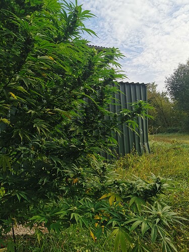 Growreport Bild 11