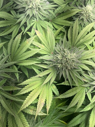 Growreport Bild 2