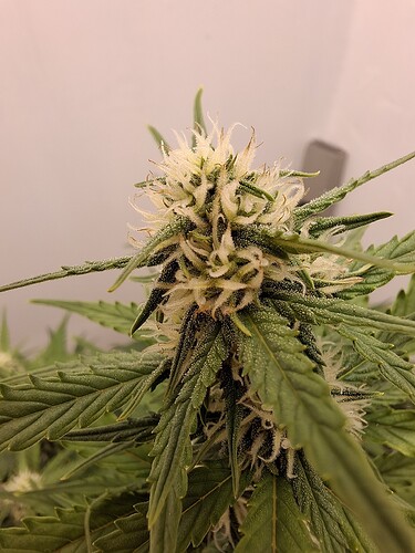 Growreport Bild 126