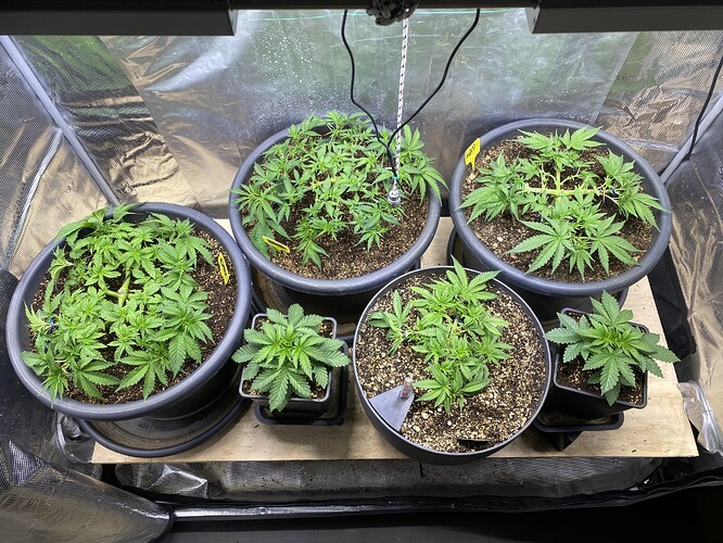Growreport Bild 65