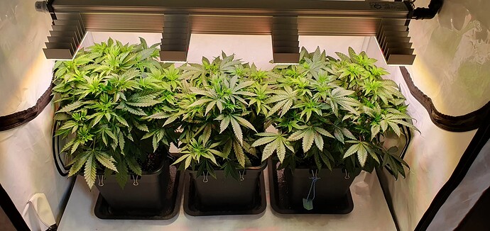 Growreport Bild 4