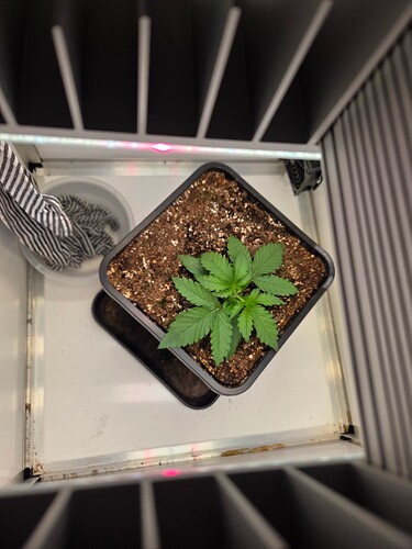 Growreport Bild 1