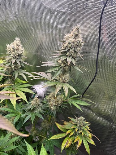 Growreport Bild 3