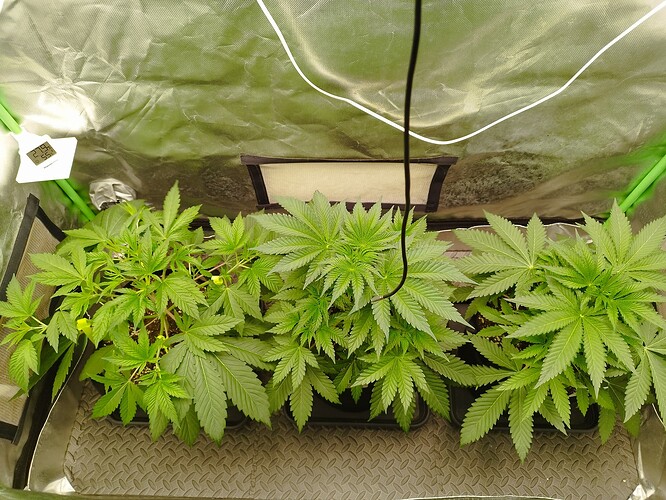 Growreport Bild 9