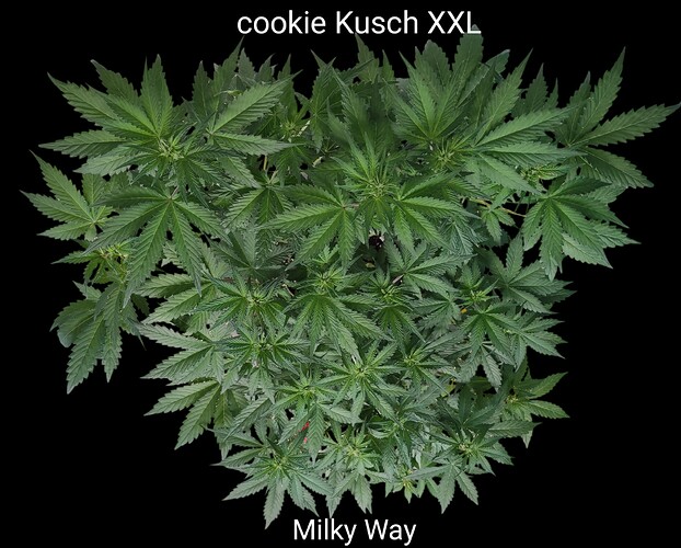 Growreport Bild 1