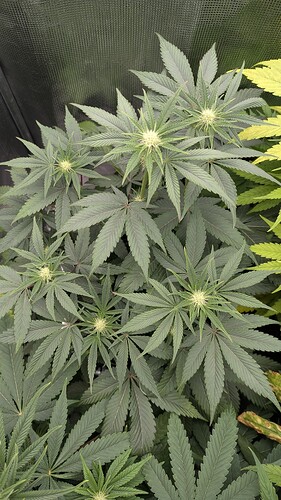 Growreport Bild 5