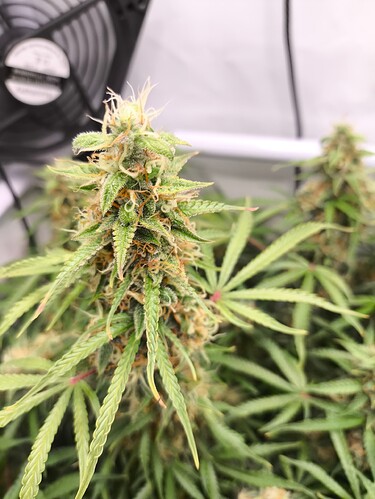 Growreport Bild 3