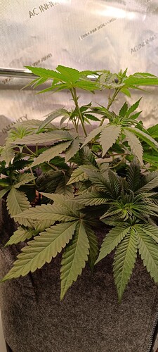 Growreport Bild 1