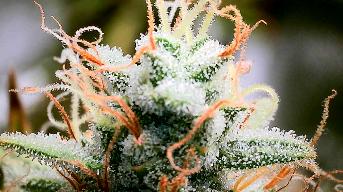 Growreport Bild 12