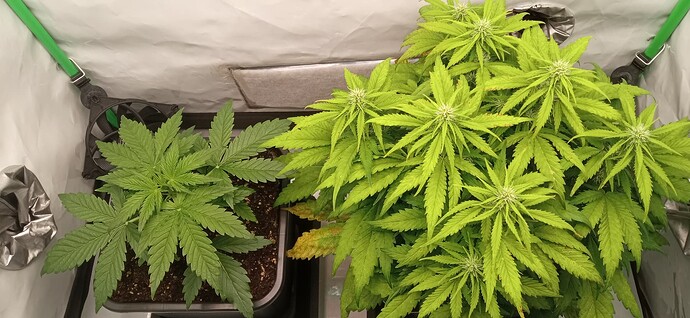 Growreport Bild 1
