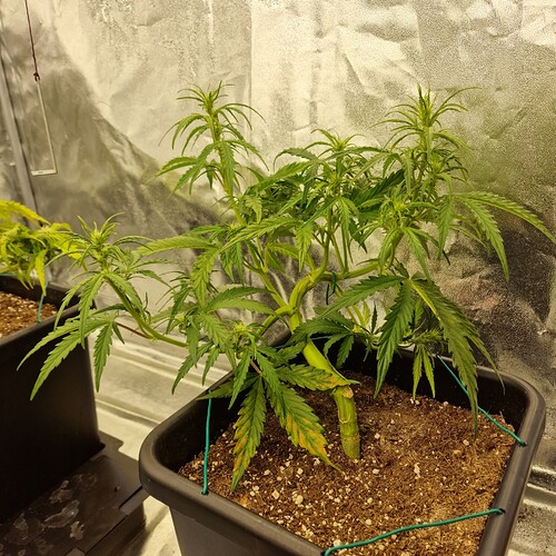 Growreport Bild 1