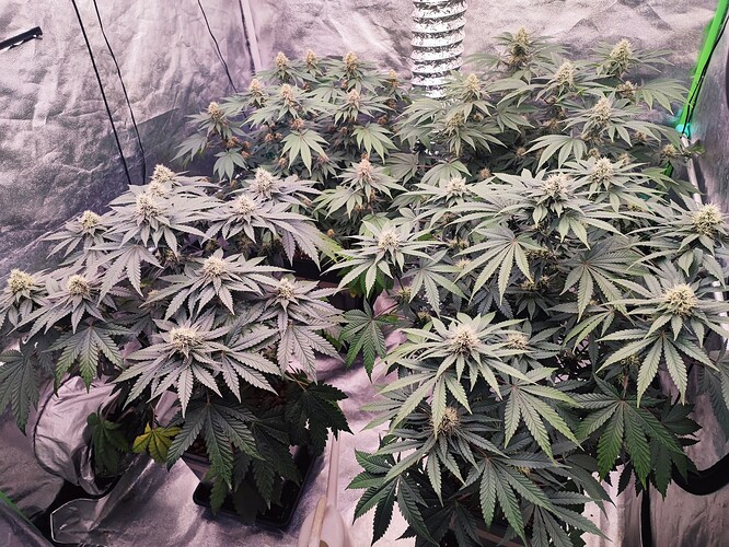 Growreport Bild 21