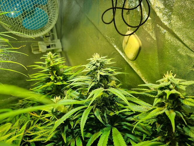 Drei blühende Cannabispflanzen in einem Growzelt, eine davon im Vordergrund mit deutlichen Blütenständen. Im Hintergrund ist ein Ventilator und eine Lampe zu sehen.