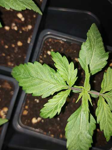 Growreport Bild 9