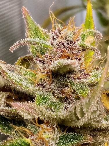 Growreport Bild 10