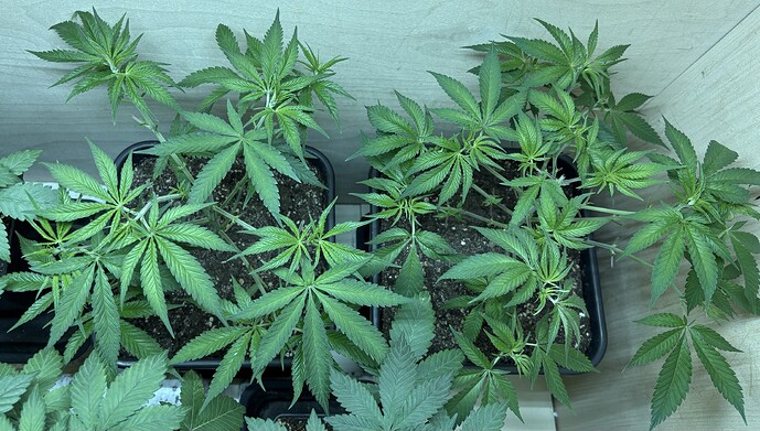 Growreport Bild 7