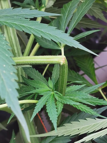 Growreport Bild 4
