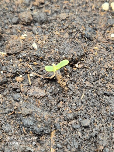 Auto Creeper (SSSC) (2)