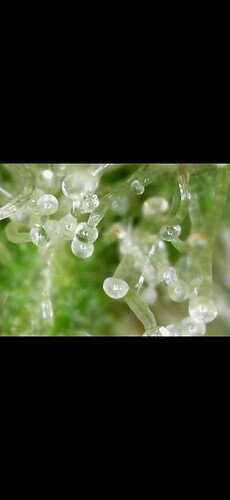 Screenshot_20250331_151934_Gallery