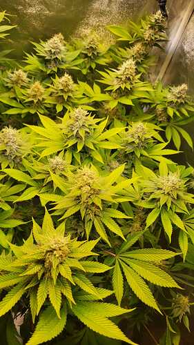 Nahaufnahme einer blühenden Cannabispflanze in einem Growzelt, die viele dichte Blütenstände zeigt.