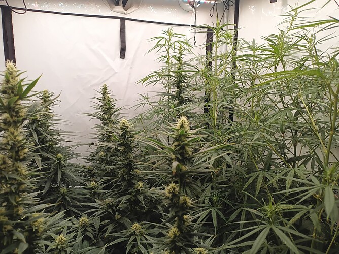 Growreport Bild 12