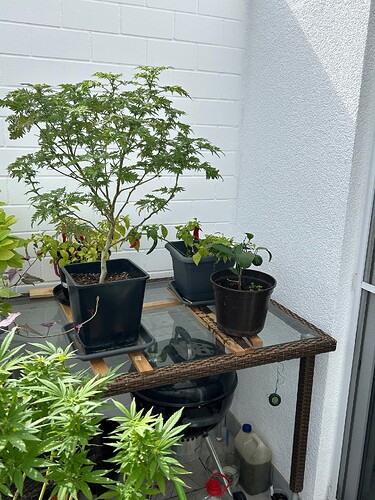Growreport Bild 6