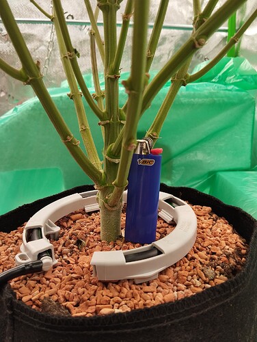 Growreport Bild 29