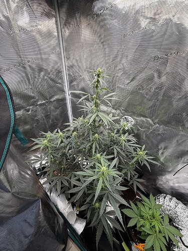 Growreport Bild 40