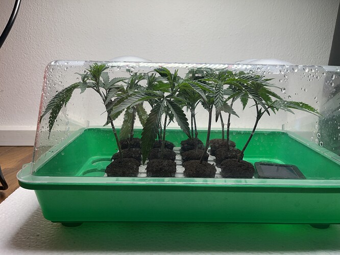 Growreport Bild 15