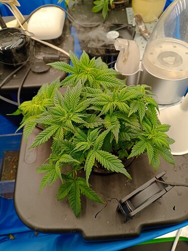 Growreport Bild 1