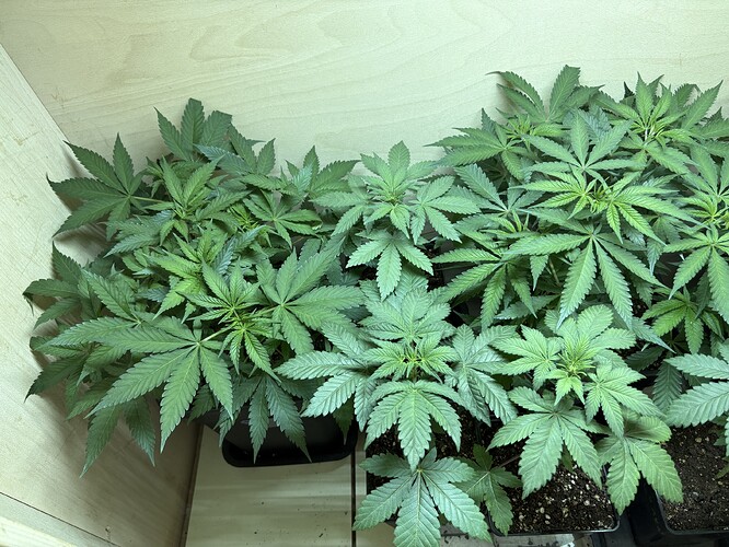 Growreport Bild 5