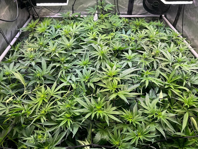 Growreport Bild 4