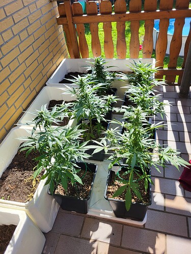 Growreport Bild 1