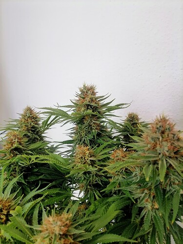 Growreport Bild 59