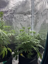 Growreport Bild 4