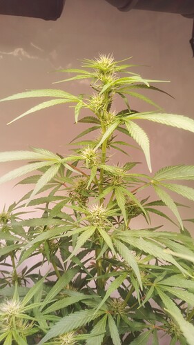 Growreport Bild 4