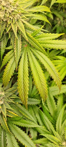 Growreport Bild 33