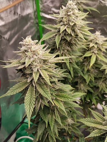 Growreport Bild 10